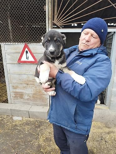 кангал шенки: Шикарные Щенки САО . Среднеазиатской Овчарки ХОРОШИХ КРОВЕЙ !!! — 5