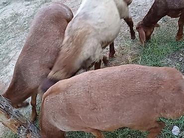 cane corso: Продаю | Ягненок | Для разведения — 3