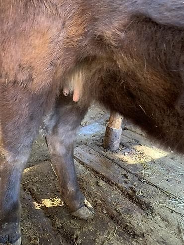 Продаю | Бык (самец) | На откорм