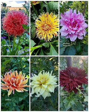 анеме: Коллекционные георгины — сорта для срезки и декоративных клумб Продаю — 2