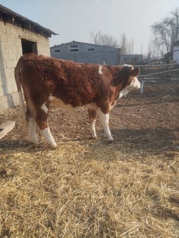 Продаю | Бык (самец) | На откорм | Привязанные at lalafo.kg Продаю | Бык (самец) | На откорм | Привязанные