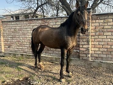 аренда лошади: Продаю | Конь (самец) | Рабочий | Мерин — 1