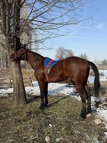 живая змея: Продаю | Жеребец | Полукровка | Конный спорт — 2