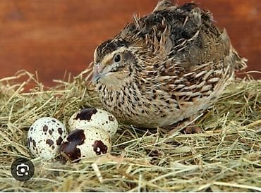 яйца фазана: Продаю | Инкубационные яйца | Для разведения — 5