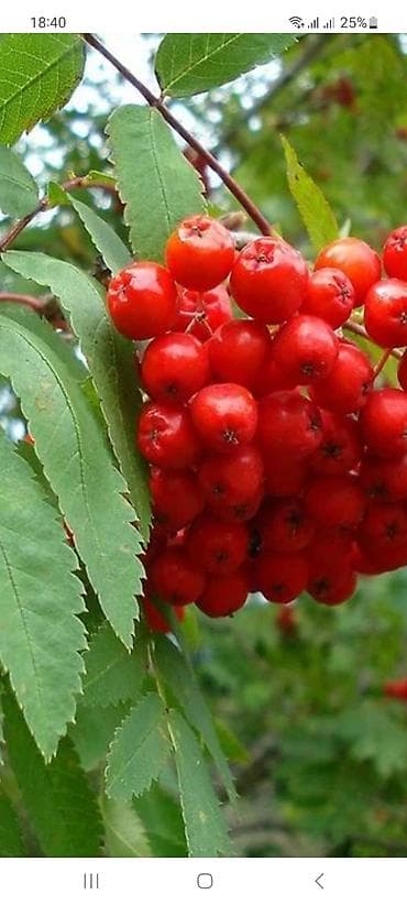 Рябина обыкновенная (Sorbus aucuparia) — декоративное плодовое