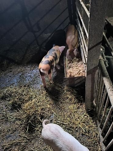 бишкектен уй: Сатам | Торопой | Чоң ак | Көбөйтүү үчүн — 2