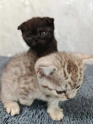 Продажа кошек: Шотландские котята (Scottish Fold/Scottish Straight) 1,5 месяца. - — 2