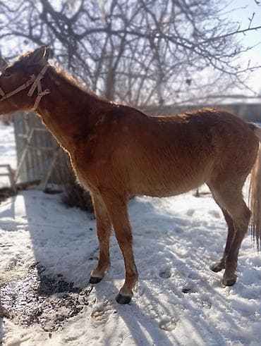 Мышыктар: Сатам | Тай | Жумушка — 2