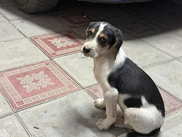 2 месяца, Самец