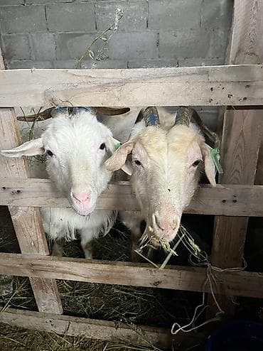 үй жаныбарлары: Эчкилер сатылат 4тоо 1 ден балдары менен . Чогуу сатылат баары — 8