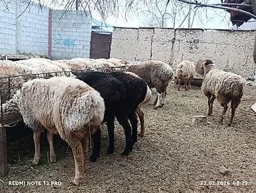 брудер для кур: Продаю | Овца (самка) | Полукровка | Для разведения | Матка — 4