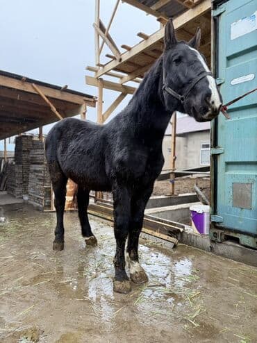 вислоухие кошки бишкек: Продаю | Жеребец | Конный спорт, Для разведения — 5