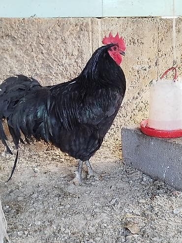 Продаю | Петух | Для разведения