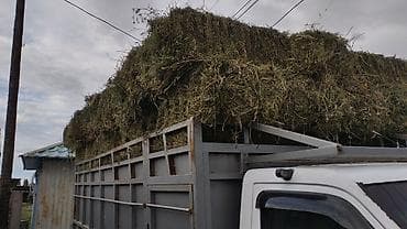 купить зерно: Сено в тюках - Натуральное луговое сено, спрессовано в тюки удобного — 1