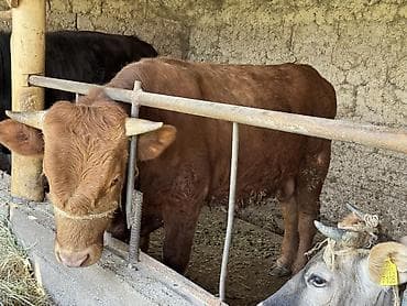 гуси линда: Продаю | Бык (самец) — 4