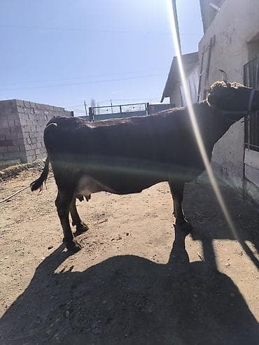 купить собаку джек рассел терьер: Продаю | Корова (самка) | Для молока | Привязанные — 2