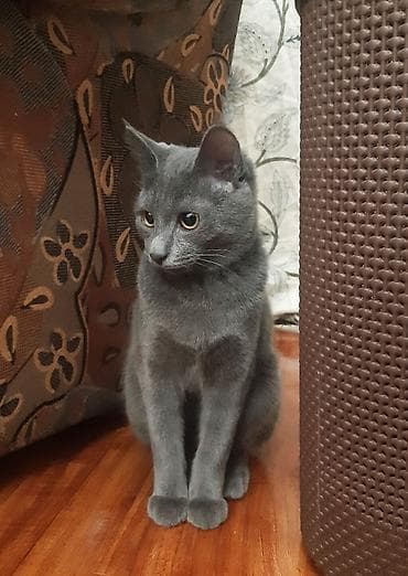 кошка породистые: Кошка даром: Беспородная, 1 год, Девочка, Кастрирована, Приучена к лотку — 9