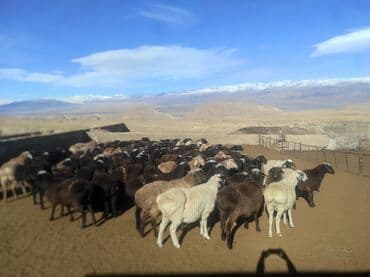 Продаю | Овца (самка) | Для разведения | Матка