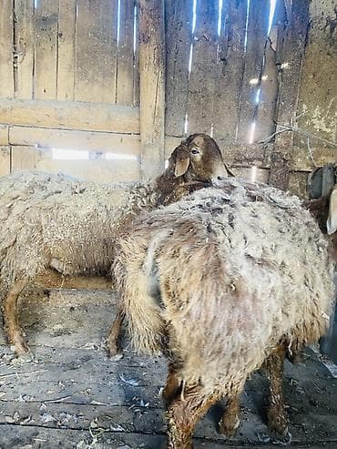 куда отдать кошку бишкек: Продаю | Овца (самка) | Для разведения — 2