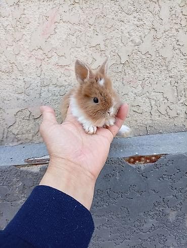 собака такса щенок: Карликовые декоративные кролики (пуховые «львиноголовые» типаж). - — 1