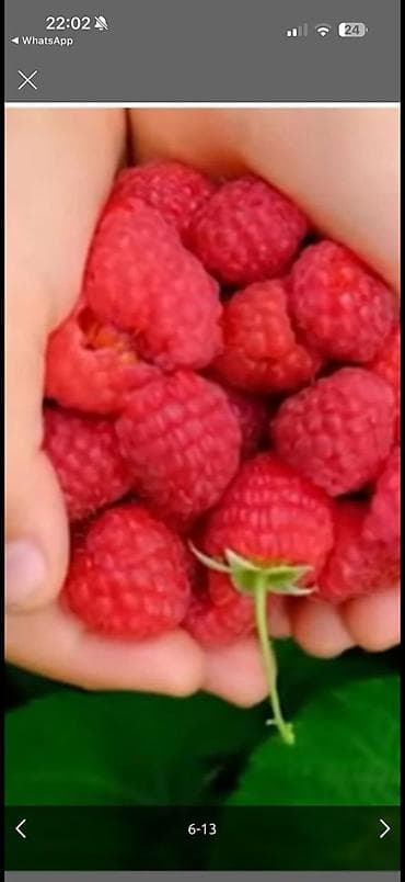 фрукты: Саженцы. Питомник. Малина Новый сорт. Ягоды крупные, саженцы тоже — 1