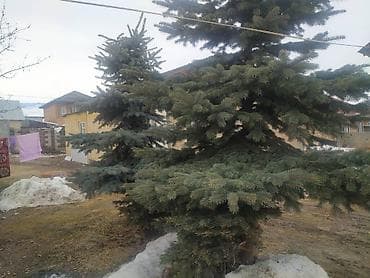 чертеж домов: Ель голубая (Picea pungens) для озеленения участка. - Пышная хвоя — 1