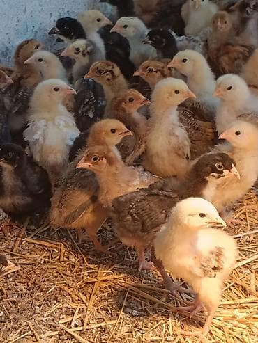 продаю продам продается: Продаю | Цыплята | Для разведения — 3