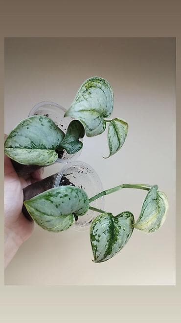 Женское счастье (Спатифиллюм): В продаже : Папоротник Тигр, Сингониум Орм Нак, Хойя New Moon — 9