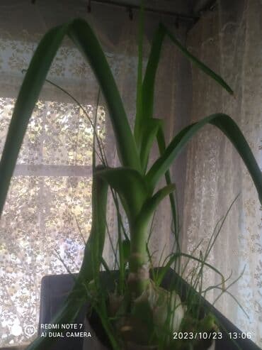 бишкек оптом картошка: Продаю луковицы индийского лука — 1