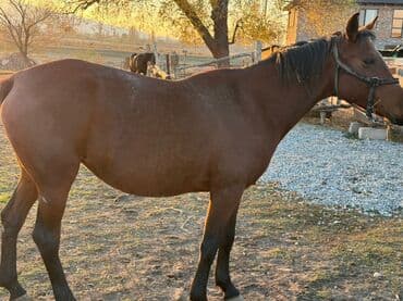 машинка для животных: Сатам | Бээ (ургаачы) | Жумушка | Асыл тукумдуу — 1