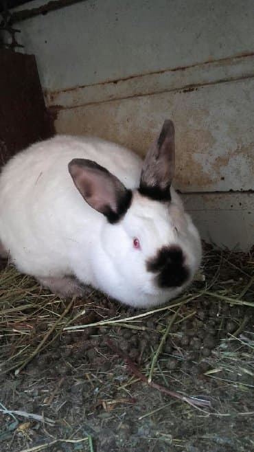 декоративные заборы: Кролики — 14