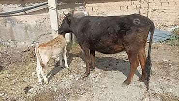 Животные: Продаю | Корова (самка) | Для разведения | После отела — 3
