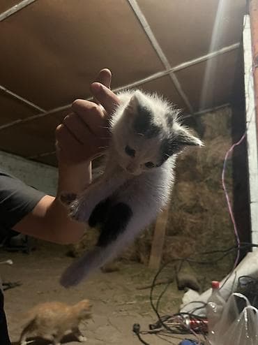 кошка породистый: Бесплатно. - Трёхцветные (черно-рыже-белые) с выразительными — 5