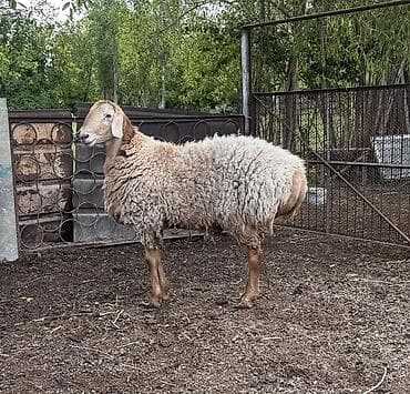 питомники собак в бишкеке: Продаю | Баран (самец) | Гиссарская — 3