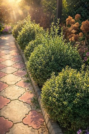 Самшит: Продаются кусты самшита вечнозелёного 🌿 Идеальны для создания стильной — 2