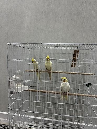 Кореллы (нимфы) светлой окраски в просторной клетке - Вид: корелла