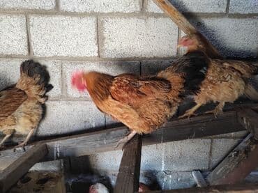 куры доминанты: Продаю | Петух, Куры | Домашняя | На забой, Несушки, Для разведения — 5