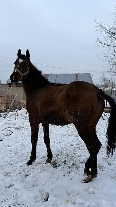 лошадь маленький: Продаю | Жеребец | Для разведения — 9