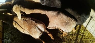 купить собаку для охоты: Продаю | Баран (самец) | На забой | Осеменитель — 5