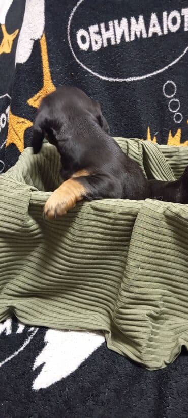 купить собаку в бишкеке: Такса, 2 месяца, Самец, С родословной — 5