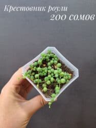 живые растения в аквариум купить: Комнатные растения, цветы (молодые растения, взрослые экземпляры). Не — 20