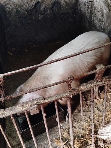 собака шпиц белый: Продаю | Хряк (самец) | Крупная белая | Для разведения | Осеменитель — 1