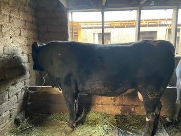 куплю домашнее животное: Продаю | Бык (самец) | Ангус | На откорм | Привязанные — 3