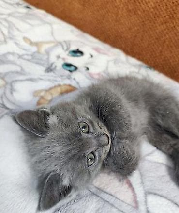 Котёнок голубого окраса - Порода: шотландский прямоухий