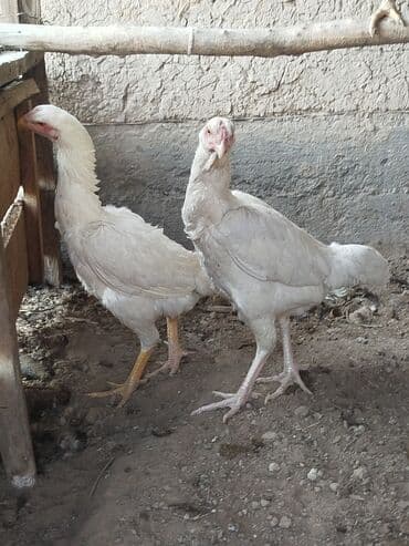 отдам породистую собаку в хорошие руки: Дакан ак мекиштер сатылат алмашу жолдору бар адрес Заря Тынчтык конушу — 2