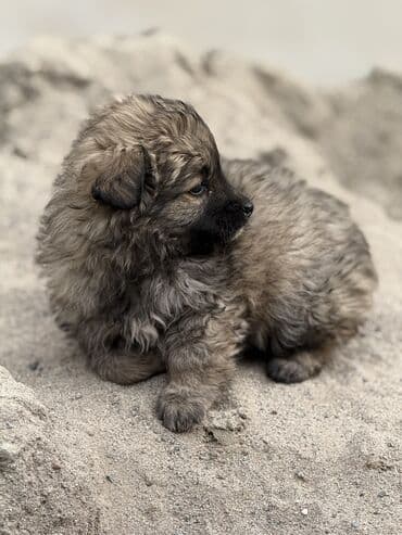 черный питбуль: Дворняжка, 1 месяц, Самец, С прививкой — 2
