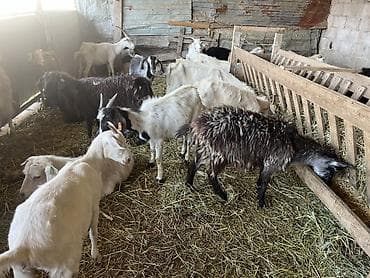 куплю коз: Продаю | Коза (самка) | На забой — 2