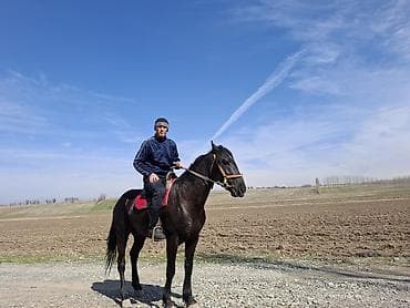 А/ч жаныбарларын сатып алам: Сатам | Жылкы (эркек) | Ат спорту | Асыл тукумдуу — 1