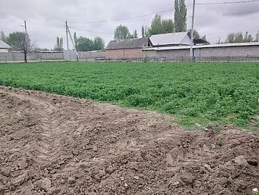 ысык куле: 1 соток, Кызыл китеп — 2