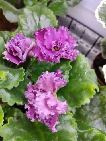 мясо доставка: Сортовые фиалкидетки,листовые черенки — 5